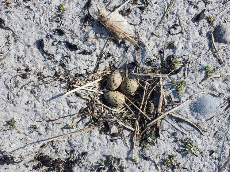 Common Tern nest with three eggs - Cape Sable